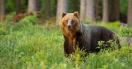 Woman eaten over days by bear with just shoes and bucket left behind