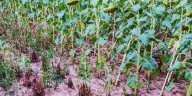 El jopo, la plaga que amenaza al girasol: cómo prevenir su ingreso a la Argentina