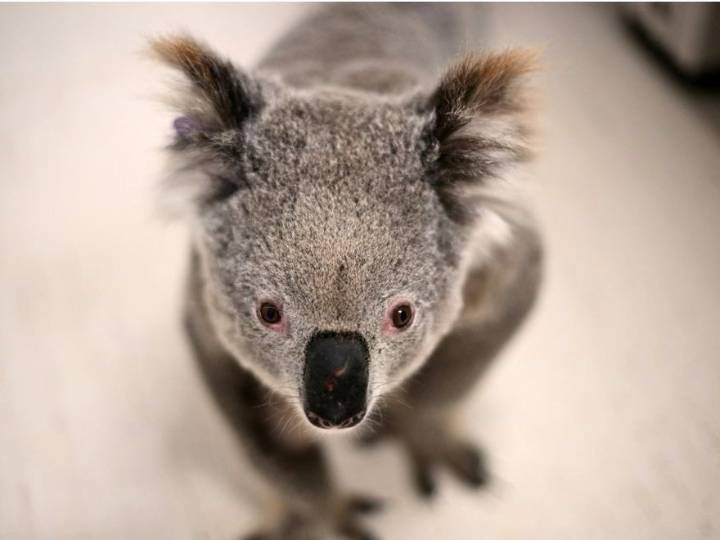 Australia approves chlamydia vaccine for koalas