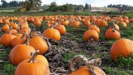 Pumpkins, festivals and haunts: A guide to fall in Cincinnati