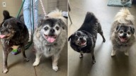 Indiana Senior Dogs Abandoned After 12 Years, But What Happened Next Surprised Everyone