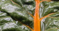 Cool season vegetables begin now
