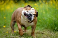 Dear Abby: I know the truth about my ex’s dog bite lie