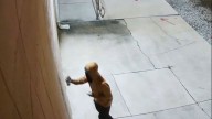 Denham Springs Police looking for spray-paint vandal who tagged six buildings in Antique Village