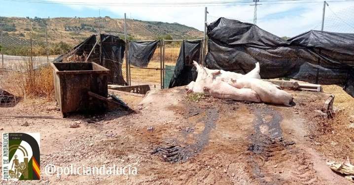 Denunciada una empresa de Jaén por arrojar cadáveres de cerdos "en condiciones insalubres"