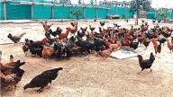 Telangana Govt Prepares Action Plan To Revive Traditional Poultry Rearing In Villages