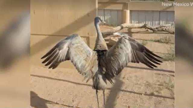 Sandhill crane will get a name, but which one?