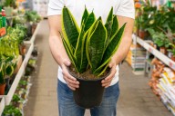 Lo confirma la NASA. Las propiedades curativas de la lengua de suegra, la popular planta de uso común entre latinos