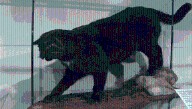 In 1986, Someone Tested The Blood Of A Kellas Cat And Discovered That These “Cryptids” Were In Fact Hybrids