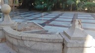 La caída de un árbol en una plaza céntrica de Alicante saca a la luz la degradación del entorno