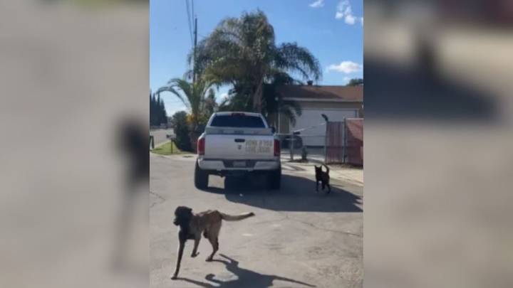 California Shelter Staff Shocked And Heartbroken As Owner Discards Two Pups From Their Vehicle