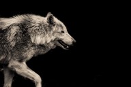 Why I'm More Bullish On Wolfspeed Now Than Ever (NYSE:WOLF)