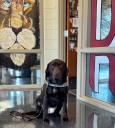 Officer and Therapy K-9 Bring Comfort to Sardis High School After Tragic Loss