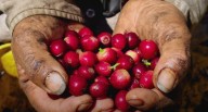 Producción de café en Colombia alcanza su nivel más alto desde 1996