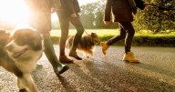 Brits warned over hidden autumn dog dangers that could cost owners thousands