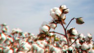 How AI can help detect pests early and reduce pesticide use in cotton fields
