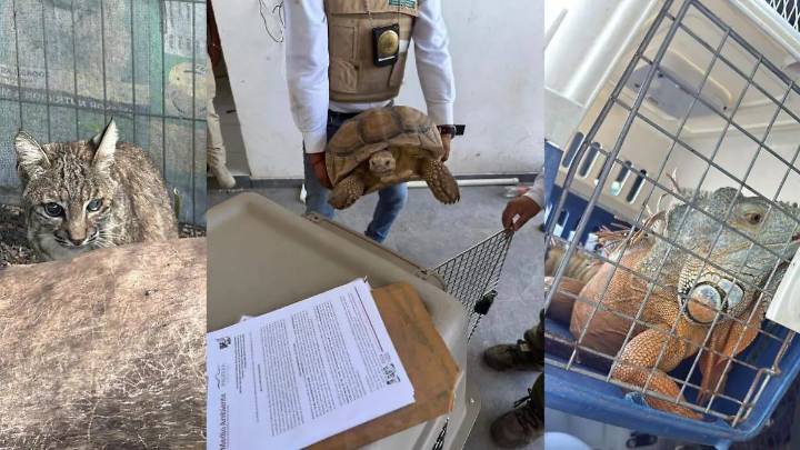 Aseguran granadas de fragmentación, un lince y más animales en cateo en Ecuandureo