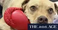Family's plea after dog killed in suspected home invasion