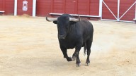Tordesillas ya conoce a ‘Saltavallas’, su Toro de la Vega 2025: bravío y de la ganadería Garcigrande