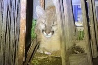 Añatuya: un vecino encontró un cachorro de puma en el patio de su casa