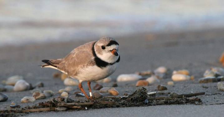 Delaware’s piping plover population increases while breeding challenges remain