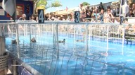 Ducks compete for first place in races at the New Mexico State Fair