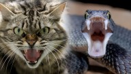 How And Why Do So Many Animals Hiss?