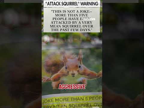 'ATTACK SQUIRREL BEWARE': California neighborhood on alert for 'very mean' squirrel #shorts