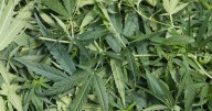 Missouri cannabis sales remain steady as new products emerge