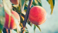 Should You Be Planting A Peach Tree In The Fall? Here's Why It Might Be Worth It