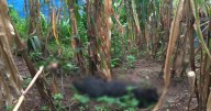Reportan muerte por envenenamiento de al menos 60 perros en San Juan Chamula, Chiapas