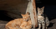 Brutal ataque contra un gato en Santa Marta desata una ola de indignación Un acto de maltrato animal ha generado un fuerte rechazo en el mercado público de la ciudad.