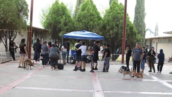 Realizan jornada de esterilización a mascotas en la Estatal 2