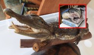Arequipa: decomisan 8 kilos de carne de lagarto en restaurante de Socabaya