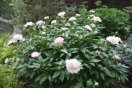 Ask the Master Gardener: Be careful when moving and replanting peonies