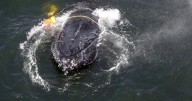 Whales are getting tangled in lines and ropes off the California coast in record numbers