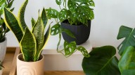 Ni potus ni helechos: las 6 plantas que son “inmortales”
