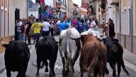 Un toro se escapa de un encierro y embiste a un hombre de 82 años que estaba en su huerto
