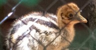 Adorable 'dinosaur' bird born in UK zoo – but it's hiding dangerous secret