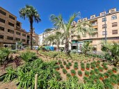 Renovación de los parterres en Santa Eulalia: 16 palmeras y 1.100 arbustivas