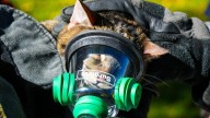 Watch cats receive oxygen after being rescued from house fire