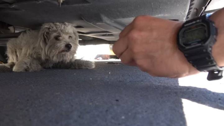 California Rescue Team Finds Shocking Furry Discovery Hiding Beneath A Vehicle