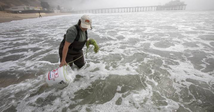 Did L.A. wildfire debris worsen this year's toxic algal bloom? Researchers say it's unlikely