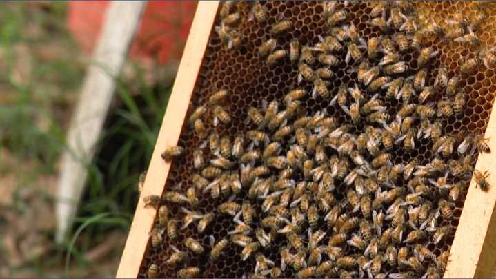 Beekeepers continue rebuilding NC colonies in Helene's aftermath