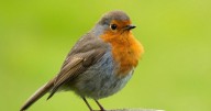 This Is How To Attract Robins To Your Garden In Autumn