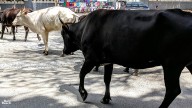 PIL in P&H High Court challenges Haryana cow protection law over rise in vigilantism