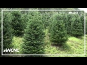Western NC Christmas tree farmers rebounding a year after Helene