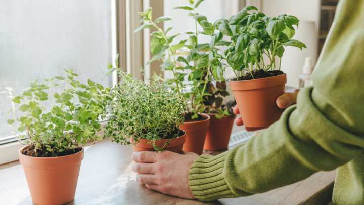 The DIY Garden Trick To Grow More Herbs In Less Space
