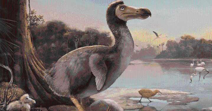 ¿El dodo 'resucitará?: Iniciativa genética buscará que ave histórica vuelva de la extinción después de más de 300 años