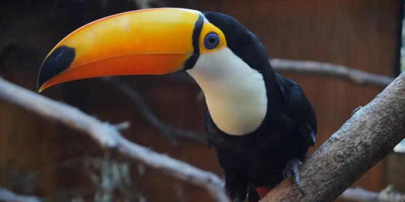 Conservación de tucanes: el Parque de la Biodiversidad trasladó dos ejemplares a una reserva de Tucumán